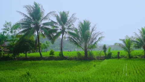 Coconut Trees in the middle of Rice Fields in tropical village, Wide Angle Stock Footage 282203996
