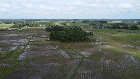 Coconut trees in the middle of the rice fields as a place of shelter for fa.. Stock Footage 294596861