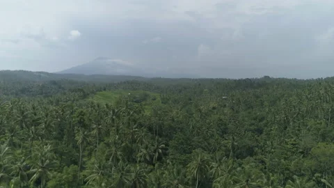 Coconut trees mountain 動画素材 154313021