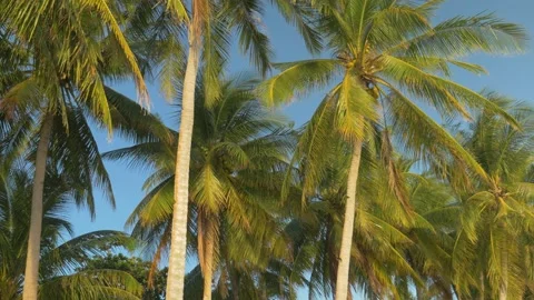 Coconut trees move in the wind on a sunny beach, in the Philippines Stock Footage 235501455