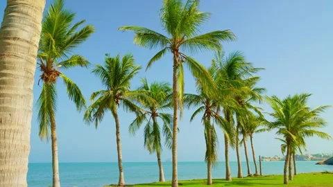 Coconut Trees in Muscat Oman Video stock 243129221