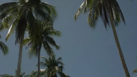 Coconut trees near the beach Stock-Footage 331035398