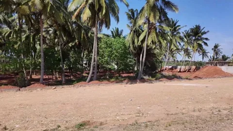 Coconut Trees Near the Windmills Video stock 263328889