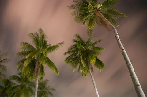 Coconut trees at night with cloudy and stary sky in the background in Malaysia Stock Photos