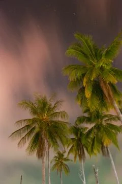 Coconut trees at night with cloudy and stary sky in the background in Malaysia Stock Photos