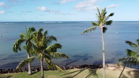 Coconut trees with ocean backdrop in Hawaii Stock Footage 131791306
