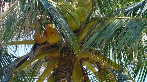 Coconut trees or palm tree with view up or bottom view in sunshine Stock Footage 101338069