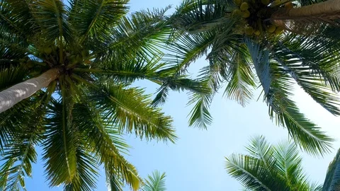 Coconut trees or palm tree with view up or bottom view in the sunshine Stock Footage 101354854