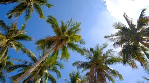 Coconut trees or palm tree with view up or bottom view Stock Footage 101421266