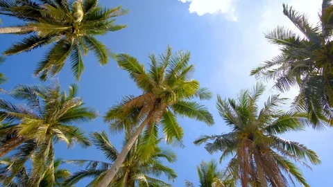 Coconut trees or palm tree with view up or bottom view in sunshine Stock Footage 101421417
