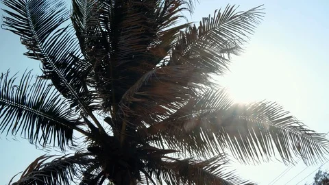 Coconut trees or palm tree with view up or bottom view in the sunshine Stock Footage 114975925