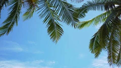 Coconut trees or Palm trees coconut leaf clear blue sky sunny day.Texture  Stock Footage 156855304