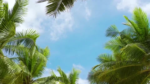 Coconut trees or Palm trees Close up view.Text space background. Stock Footage 156858509