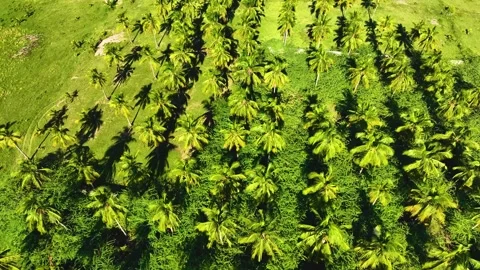 Coconut Trees - Orbiting Shot By A Drone 库存影片 251739736