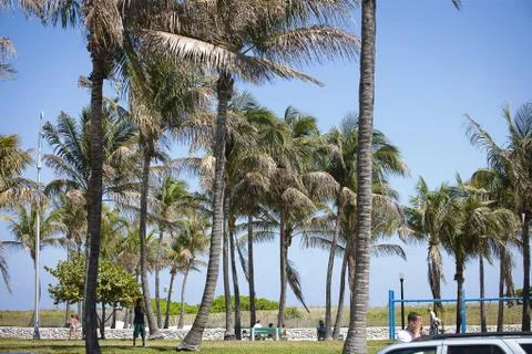 Coconut trees at the park Stock Photos