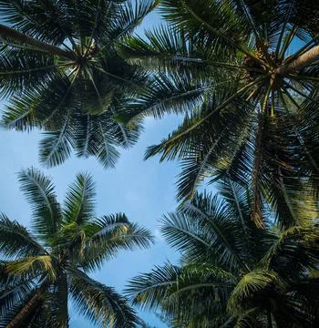 Coconut trees perspective view Stock Photos