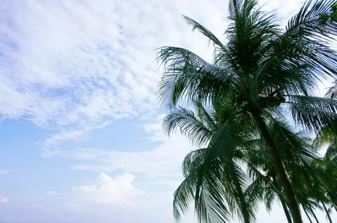 Coconut trees Stock Photos