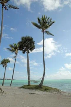 Coconut trees Stock Photos