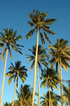 Coconut trees Stock-Fotos
