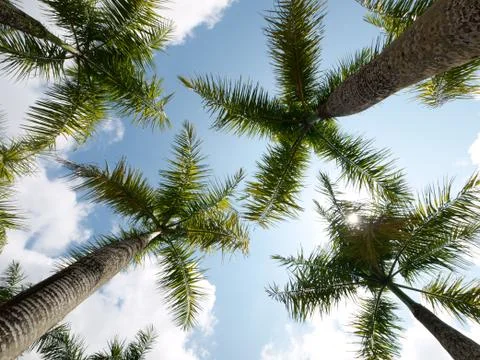 Coconut trees 스톡 사진