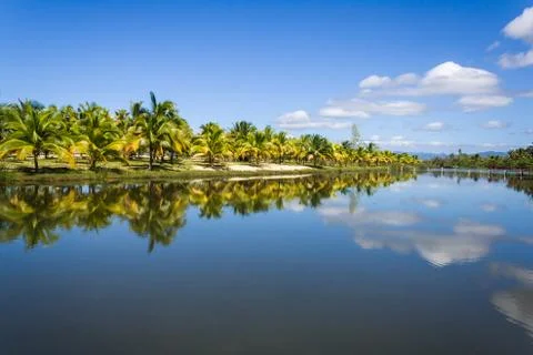 Coconut trees Stock Photos