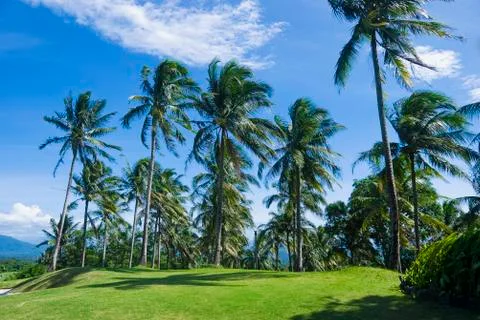 Coconut trees Foto stock