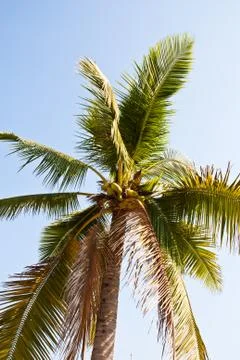 Coconut trees. Stock Photos