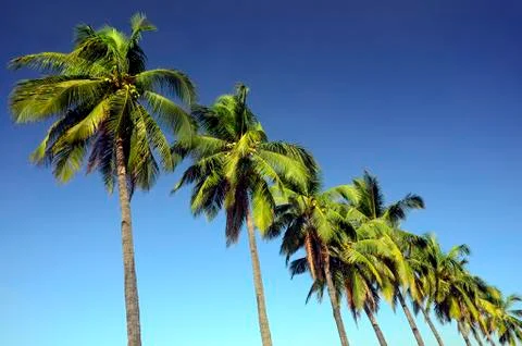 Coconut trees Stock Photos
