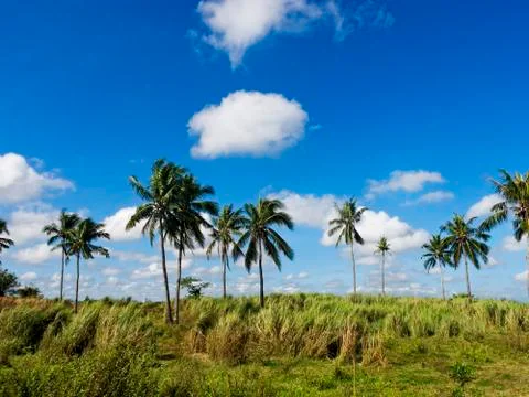 Coconut trees Foto stock