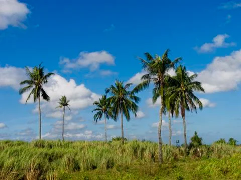 Coconut trees Stock Photos
