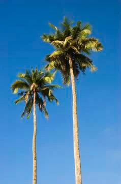 Coconut trees Stock Photos