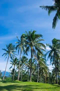 Coconut trees Stock Photos