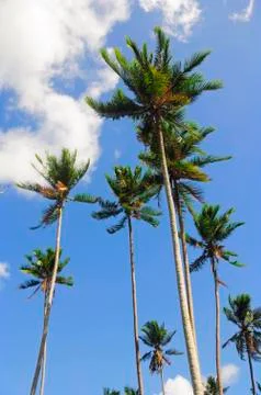 Coconut trees Stock Photos