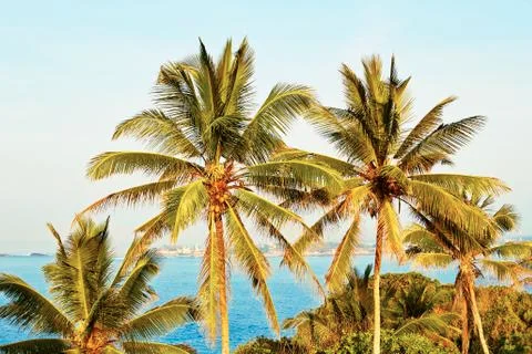 Coconut trees Foto stock