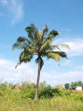Coconut trees Stock Photos
