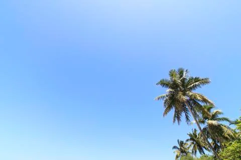 Coconut trees Stock Photos