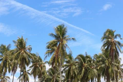 Coconut trees Stock Photos