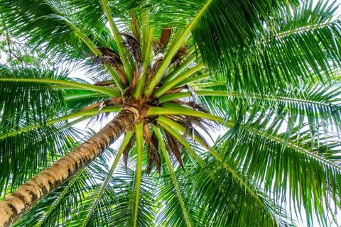 Coconut trees Stock Photos