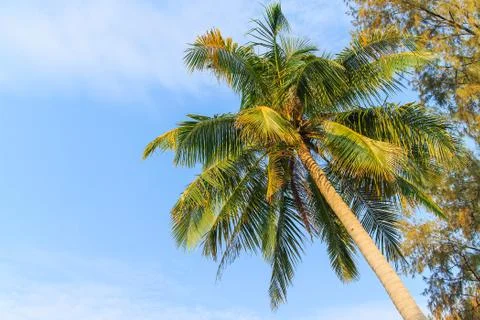 Coconut trees Stock Photos