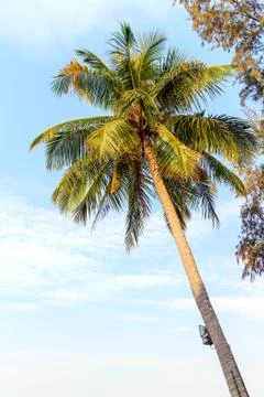 Coconut trees Stock Photos