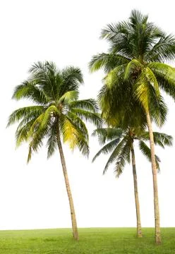 Coconut trees Stock Photos