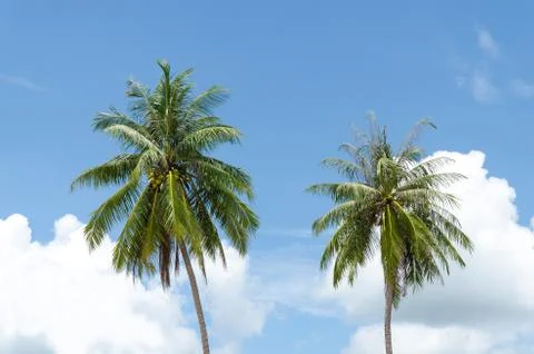 Coconut trees Stock Photos