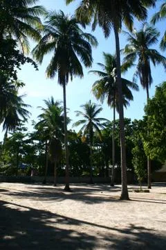 Coconut trees Stock Photos
