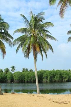 Coconut trees Foto stock