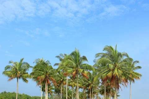 Coconut trees Stock Photos