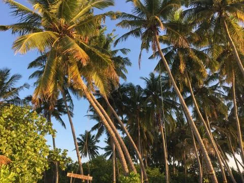 Coconut trees Fotos de archivo