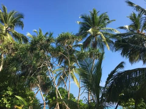Coconut trees Fotos de archivo