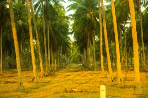 Coconut trees Stock Photos