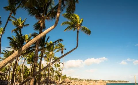 Coconut trees Stock Photos