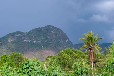 Coconut trees Stock Photos